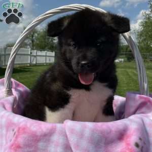 Jasmine, Akita Puppy
